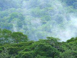 Presupuesto para bosques, en picada desde 2013
