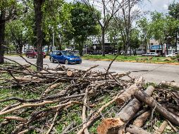 Los trabajos rentados son adicionales a los que corresponden a la Dirección de Parques y Jardines. EL INFORMADOR/ARCHIVO