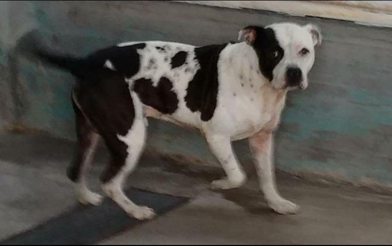 El perro habría matado presuntamente a un sujeto que se metió a la vivienda a robar. ESPECIAL