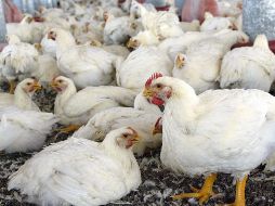 La influenza aviar es una enfermedad clasificada por la OIE como notificable y, por ello, todos los países miembros están en la obligación de reportar las incidencias del padecimiento ante el organismo. EL INFORMADOR / ARCHIVO