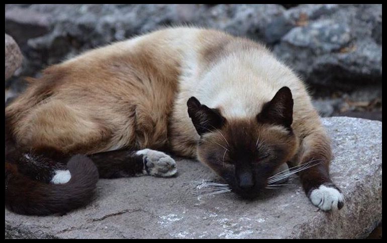 Carmen acude cada semana a Palacio Nacional para revisar a los gatos y dejarles alimento. TWITTER / @SHCP_mx