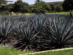 Califican el mercado negro de tequila como 