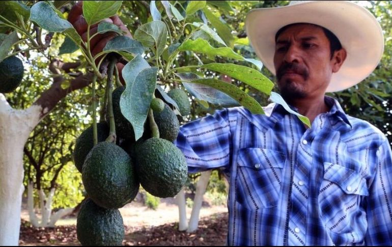 Productos como el aguacate podrían encarecerse aún más en Estados Unidos. AFP