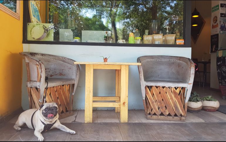 Terrazas. Muchos recintos con espacios abiertos permiten que tu mascota también disfrute del espacio y se tome un descanso del paseo. EL INFORMADOR / F. González
