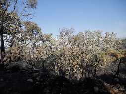 Para evitar más desastres, Sergio Graf detalló que se impulsando una política de lucha contra la deforestación y el impacto de los incendios forestales. EL INFORMADOR / ARCHIVO