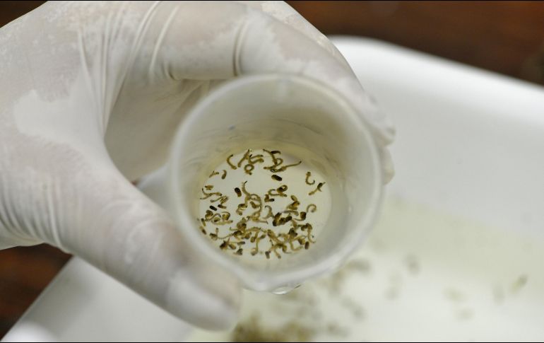 De la última semana de mayo, 75 % de los casos registrados se concentran en los estados Quintana Roo, Veracruz, Tabasco, Chiapas y Jalisco. NTX/ ARCHIVO