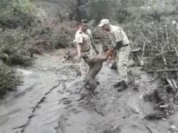El animal fue captado mientras corría y saltaba junto a los rescatistas. FACEBOOK/ProteccionCivilZapotlan