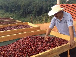 Veracruz produce al menos 300 mil toneladas de café, de las cuales 90 por ciento son destinadas al exterior de nuestro país, y el resto se quedan para consumo interno. NTX/ARCHIVO