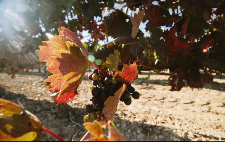 Los campos de España ofrecen una gran producción de vid, como ocurre en la comunidad autónoma de La Rioja. EL INFORMADOR / F. González