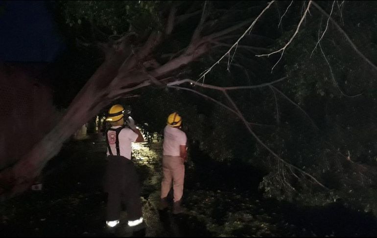 Bomberos realizan labores de limpieza y mantenimiento por árboles caídos durante la lluvia de esta tarde. TWITTER/@GuadalajaraGob