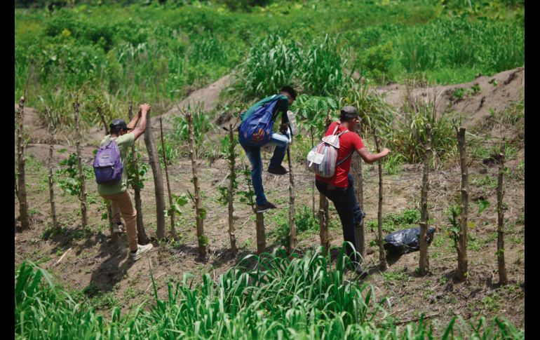 Un grupo de extranjeros intenta escapar a través de un sembradío durante un operativo para repatriarlos, cerca de la frontera Sur de México. AP