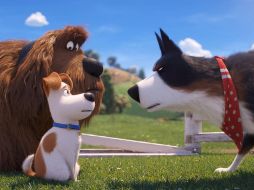 ”La Vida Secreta de tus Mascotas 2” cuenta con un nuevo elenco de doblaje y participará el reconocido actor de cine Harrison Ford, en su versión en inglés. TWITTER / @PetsMovie