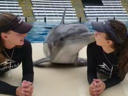 Diego es un delfín de 21 de años que pertenece a SeaWorld. FACEBOOK / Ashley Orcutt