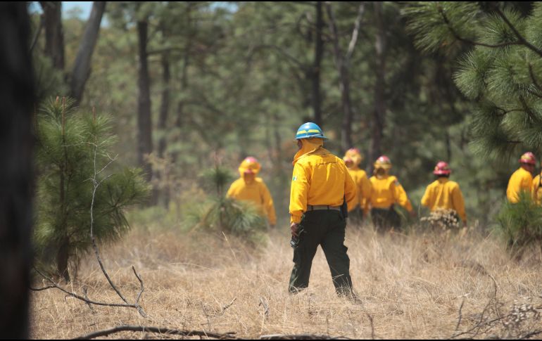 Además la Conafor invertirá 40 millones 784 mil 200 pesos en diferentes conceptos sobre estudios forestales, capacitación, restauración silvicultura y contingencias ambientales. EL INFORMADOR/ ARCHIVO