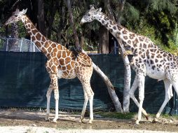 Tras el deceso de las jirafas quedan ahora 18 de estos animales en el parque. EL INFORMADOR/ARCHIVO