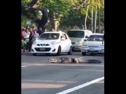 Ante la presencia del enorme reptil se detuvo el tráfico vehicular y se requirió la presencia de policías, para evitar que se registrara un incidente. TWITTER / @RuidoEnLaRed