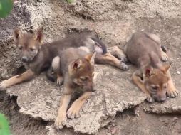 La nueva camada de tres lobeznos incluye a una hembra y dos machos. TWITTER / @museodeldesiert