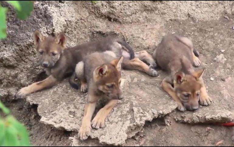 La nueva camada de tres lobeznos incluye a una hembra y dos machos. TWITTER / @museodeldesiert
