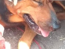 Pobladores acusan a un adulto mayor de haber perpetrado esta acción, pues anteriormente ya ha maltratado a perros. ESPECIAL