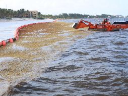 También se menciona que la colocación de barreras en las lagunas arrecifales, para interceptar las algas antes de que lleguen a la playa, podría afectar a la fauna marina si se deja que el sargazo muera y se hundan en el lugar. EFE/ ARCHIVO