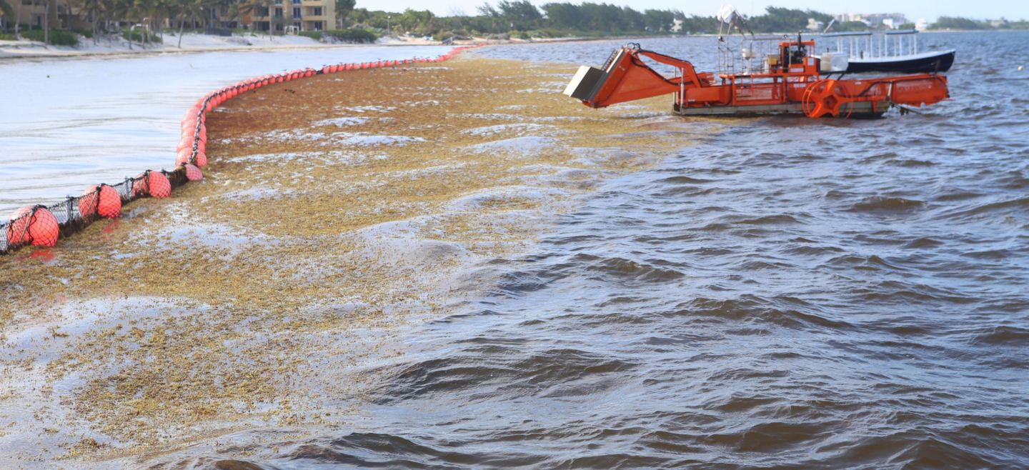 También se menciona que la colocación de barreras en las lagunas arrecifales, para interceptar las algas antes de que lleguen a la playa, podría afectar a la fauna marina si se deja que el sargazo muera y se hundan en el lugar. EFE/ ARCHIVO