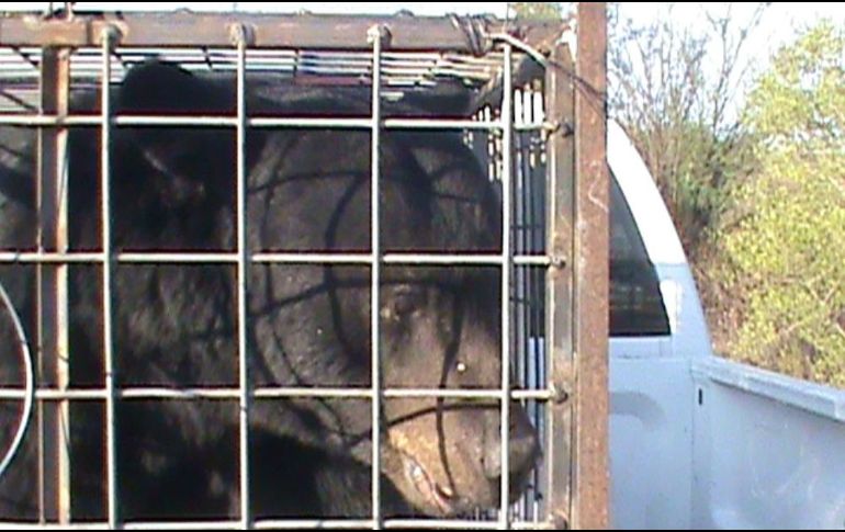 El ejemplar es un oso macho juvenil, subadulto, de unos tres años de edad, color canelo, se encuentra un poco deshidratado, y pesó aproximadamente 46 kilogramos. SUN / ARCHIVO