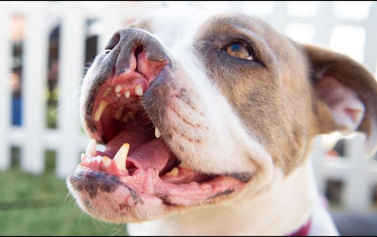 El objetivo de la competencia es crear conciencia sobre las necesidades de los perros rescatado. AFP/J. Edelson