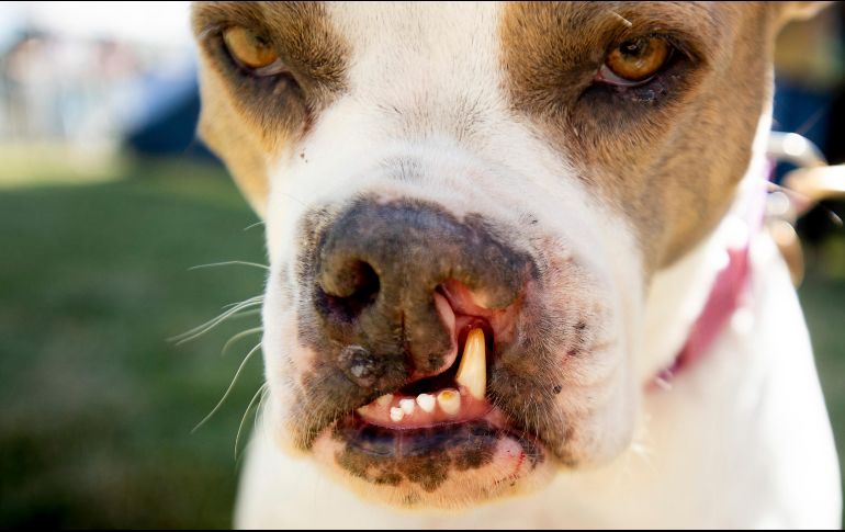 El objetivo de la competencia es crear conciencia sobre las necesidades de los perros rescatado. AFP/J. Edelson