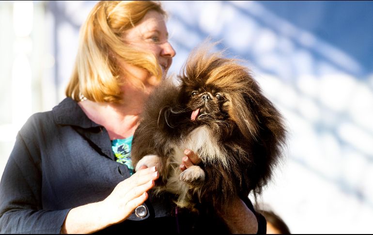 El objetivo de la competencia es crear conciencia sobre las necesidades de los perros rescatado. AFP/J. Edelson