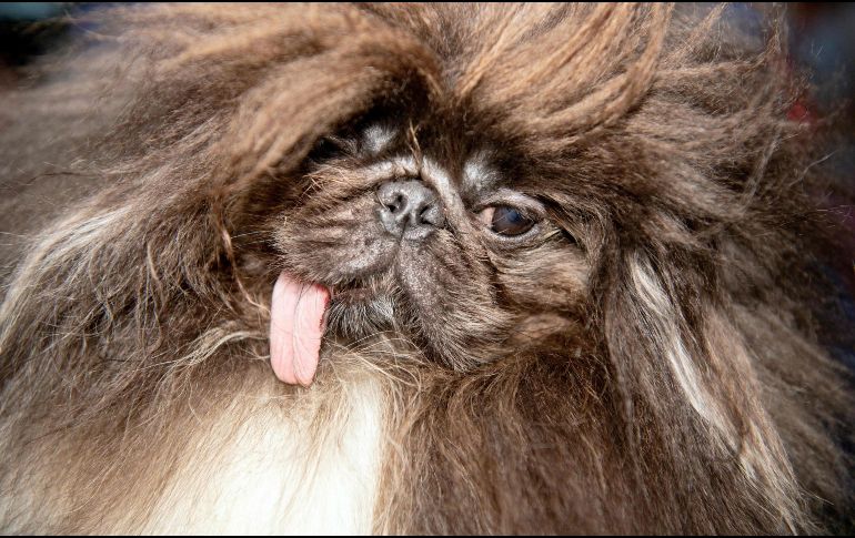 El objetivo de la competencia es crear conciencia sobre las necesidades de los perros rescatado. AFP/J. Edelson