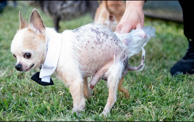 El objetivo de la competencia es crear conciencia sobre las necesidades de los perros rescatado. AFP/J. Edelson