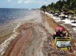 Resaltan que el recale masivo del sargazo no afecta diariamente a todas las playas, ni es permanente. EFE / ARCHIVO