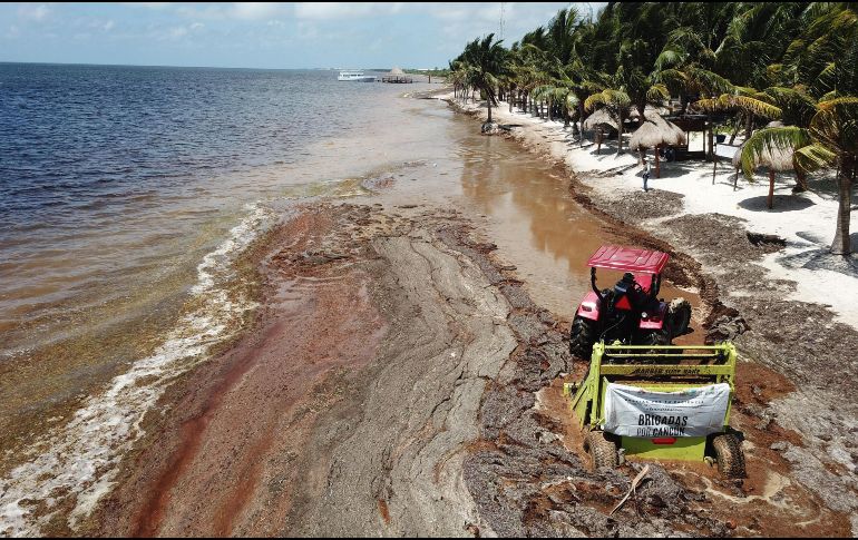  En el reporte, la Secretaría de Marina indicó que en 2015, los recursos fueron destinados a la renta y compra de maquinaria para remover la macroalga. EFE/ ARCHIVO