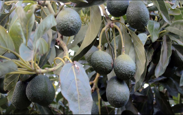 La cosecha de aguacate para la temporada 2019-2020 apenas comenzará en los próximos días. NOTIMEX/Archivo
