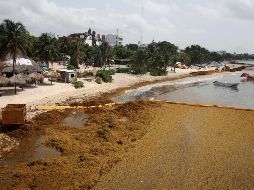 Las autoridades están abordando la llegada del sargazo en las playas del Caribe como un 