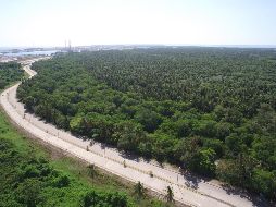 Entre las especies que habitan en el terreno en Dos Bocas, Tabasco, se encuentran: zanate, colibrí, pelícano blanco, mono aullador, puercoespín, coyotes, nutrias y cocodrilos. SUN/ARCHIVO
