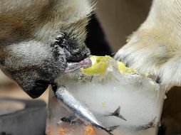 Un oso polar disfruta un cubo de helado con peces y frutas en su interior. AP/P. Josek
