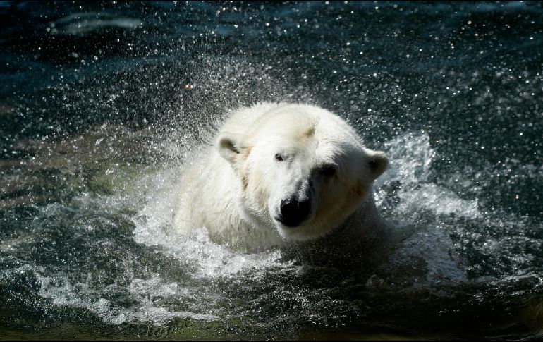 Los cuidadores agasajan a los gorilas y osos polares con singulares golosinas. AP/P. Josek