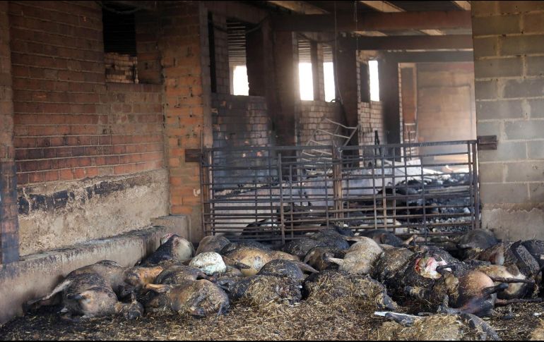 Las llamas se propagaron rápidamente por el viento y las altas temperaturas que asolan estos días el valle del Ebro. EFE/J. Sellart