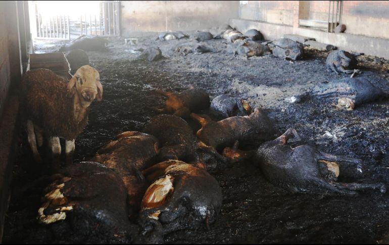 Las llamas se propagaron rápidamente por el viento y las altas temperaturas que asolan estos días el valle del Ebro. EFE/J. Sellart