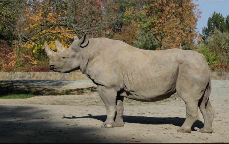 El último rinoceronte blanco macho murió en marzo de 2018. FACEBOOK / Ol Pejeta Conservancy