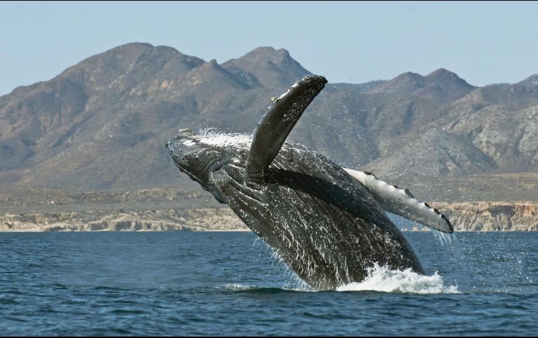 Animales en acción. ESPECIAL / EFE