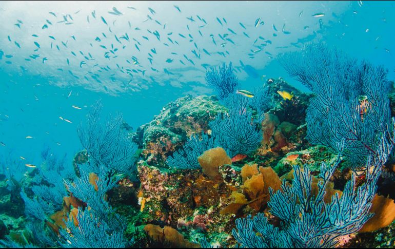 Ecosistema acuático protegido. ESPECIAL / EFE