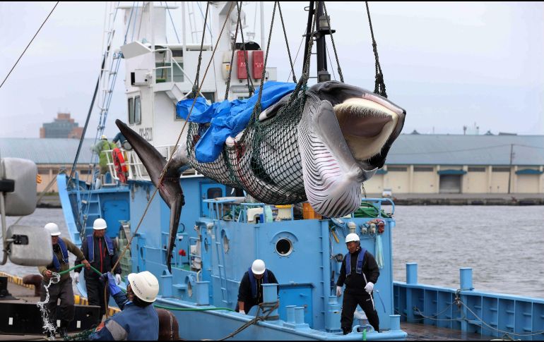 El gobierno japonés había suspendido la caza hace más de tres décadas luego de integrarse a la Comisión Ballenera Internacional. EFE / J. Press