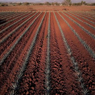 Aumenta 23% el precio de tequila por falta de agave y alta demanda