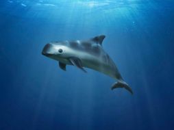 El Comité del Patrimonio Mundial pide a los países de tránsito y destino de la vejiga natatoria de totoaba que 