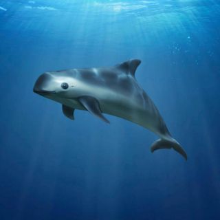 Hábitat de la vaquita marina, declarado Patrimonio Mundial en peligro