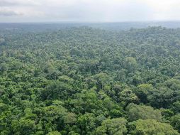 La investigación es el primer intento de cuantificar cuántos árboles podría soportar la Tierra, dónde plantarlos y cuánto carbono podrían absorber. AFP/M. Gomis