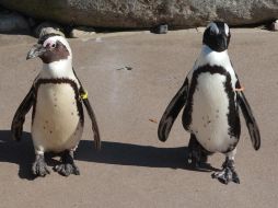 Rio y Eduardo no son los únicos habitantes gays de la isla en la actualidad: otra pareja, formada también por dos varones, Ruppert y Winston, completa la comunidad homosexual entre los pingüinos. AP / ARCHIVO