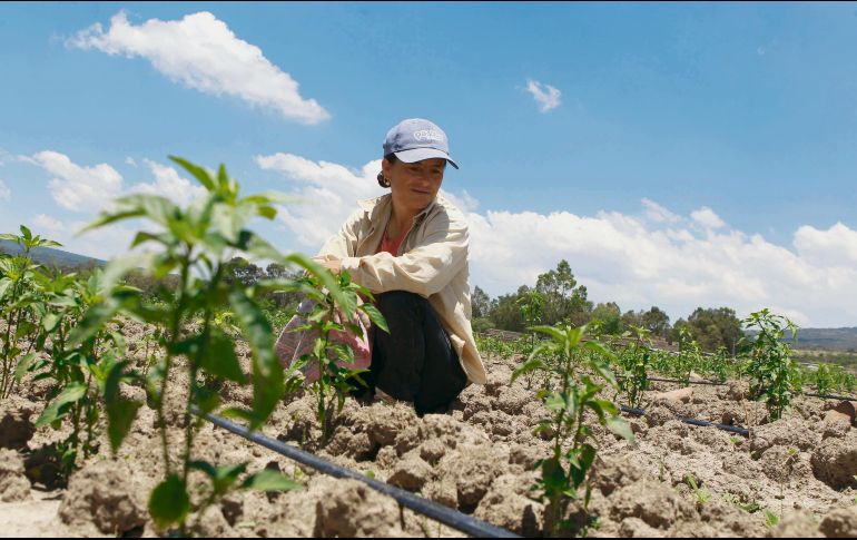 Productores y Gobierno van de la mano en el nuevo instituto. EL INFORMADOR